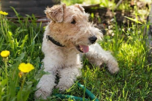 Konzojni pas. Opis, značajke, sadržaj, njegu i cijenu vrste fox terijera Konzojni pas. Opis, značajke, sadržaj, njegu i cijenu vrste fox terijera
